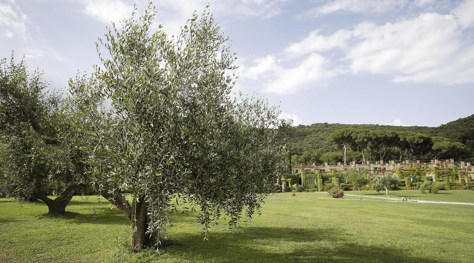 Residenza Sant'Anna Del Volterraio Hotel Portoferraio Exterior photo Olive trees in Italy